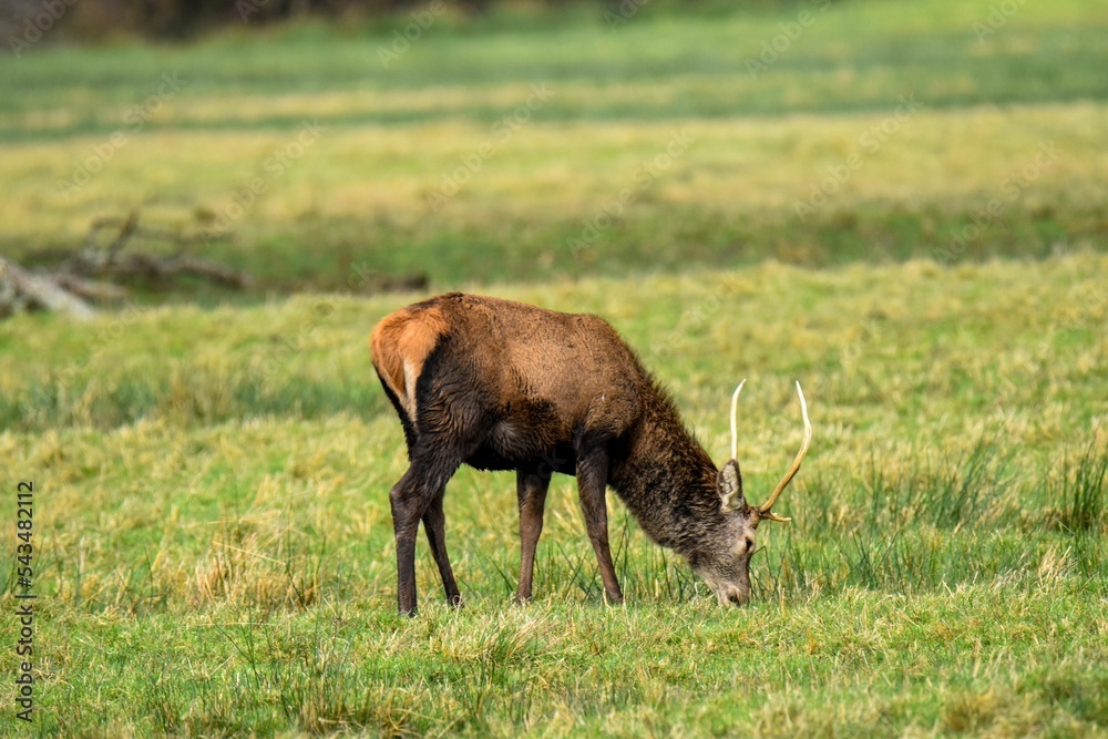 Wall mural beautiful red deer (cervus elaphus) eating grass in a green field