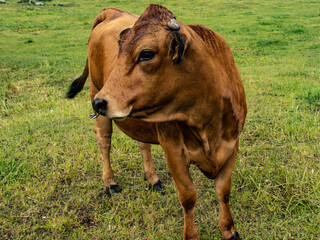 cow on the meadow © Maria