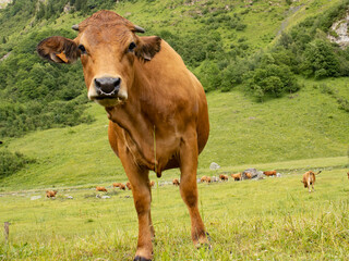 cows in a meadow © Maria