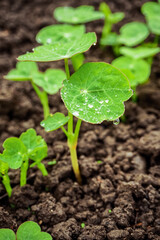 young leaves of nasturtium grow on a flower bed after rain. capuchin flowers cultivation