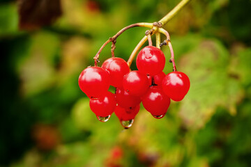 sprig of ripe red viburnum on a viburnum bush with drops of water after rain