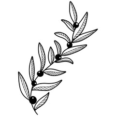 Hand drawn illustration of plant with berries. Outline or doodle. Line art for logo, packaging, print.