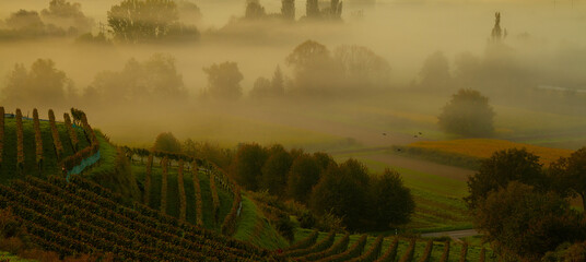 Weinberge Reben Weinbau