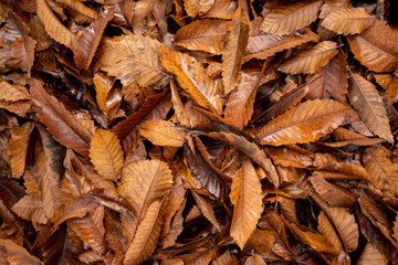 autumn landscape