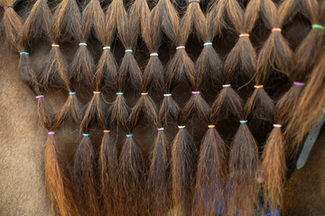 Horse hair close. Pigtails on elastic bands. Texture from horse hair.