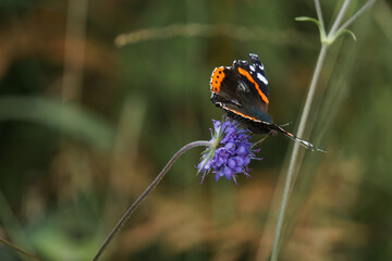 Fototapeta na wymiar Red Admiral butterfly or Vanessa atalanta sitting on a lilac colored flowers in a green meadow with lots of grass