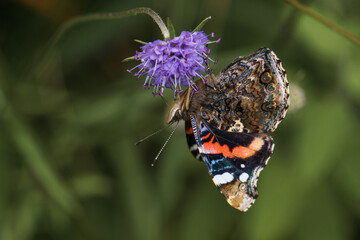 Red Admiral butterfly or Vanessa atalanta sitting on a lilac colored flowers in a green meadow with lots of grass