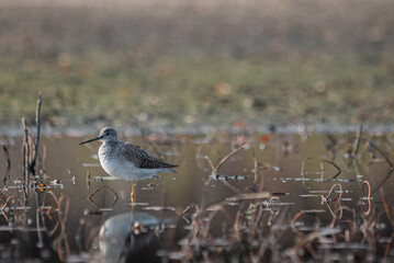 Spotted Sandpiper