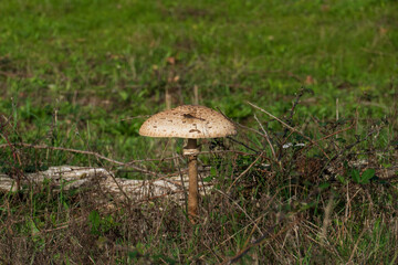 Parasol, Riesenschirmling auf einer Wiese Lichtung im Wald 