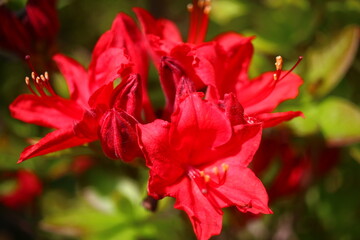 Różanecznik azalia rododendron Rhododendron  - obrazy, fototapety, plakaty