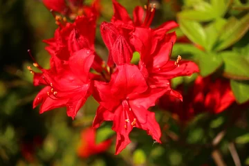 Crédence de cuisine en verre imprimé Azalée Różanecznik azalia rododendron Rhododendron 