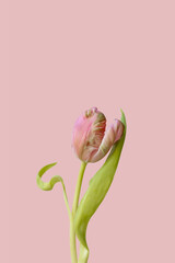 Single beautiful fragile dancing pink tulip flower with green leaves on a minimal pink background...
