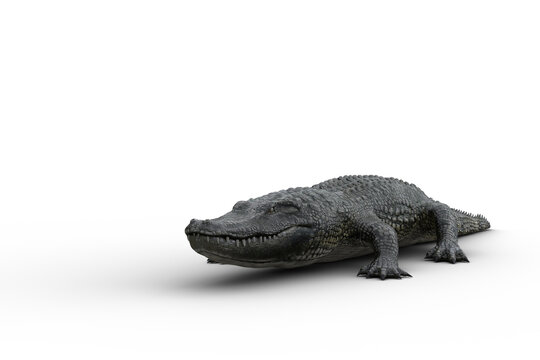 3D illustration of an alligator resting on land isolated on white.