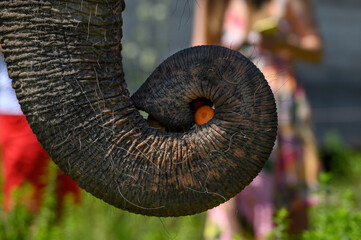 A piece of carrot in the trunk of an Asian elephant. Close-up.