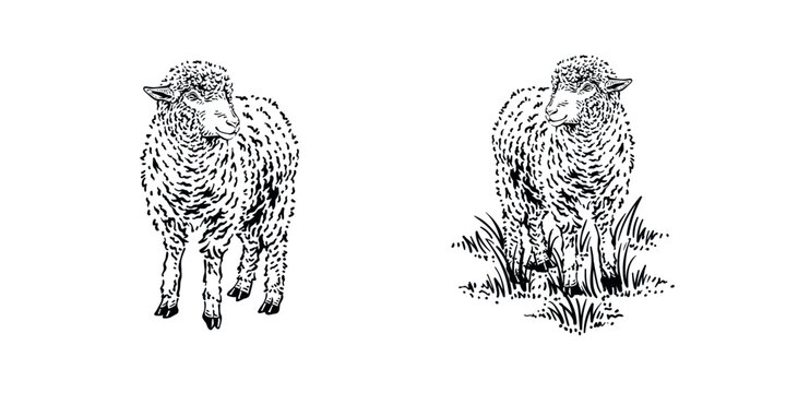 Detailed drawing of mountain sheep illustration vector design vintage 