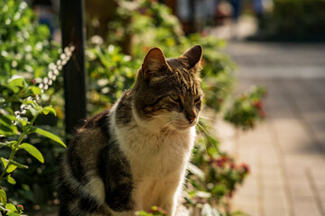 cat on the fence
