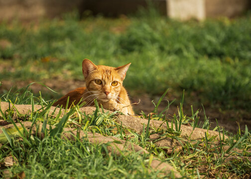 cat in the grass