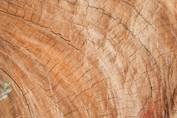 Stump of Tree Felled - Section of The Trunk