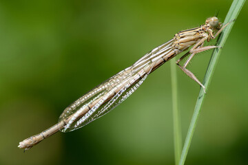 White-legged damselfly or Blue featherleg (Platycnemis pennipes)
