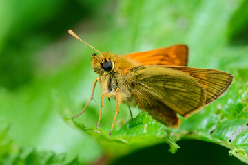 Butterfly Small skipper (Thymelicus sylvestris)