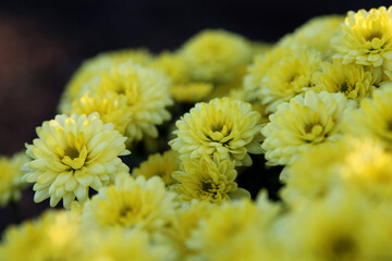 Yellow chrysanthemums in the garden. Yellow flowers background image, closeup