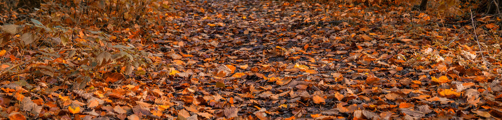 Autumn - banner background image