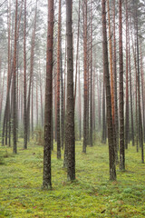Fototapeta na wymiar Pine forest