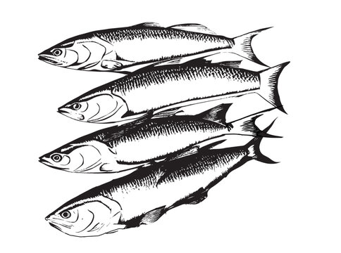 Salmon fish set hand drawn sketch.Fishing.Vector illustration.