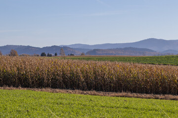 Jesienne pole kukurydzy z górami w tle
