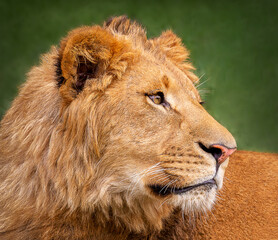 close up portrait of a lion