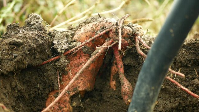 Sweet potato harvest Ipomoea batatas close-up tuberous tubers roots field soil dig up spade farmer bio farm harvesting plant plantation sweetpotato detail vegetable farming organic root ripe Europe