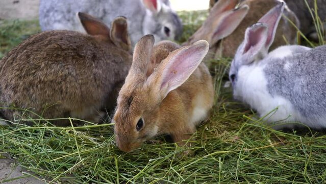 Group of rabbits eat grass