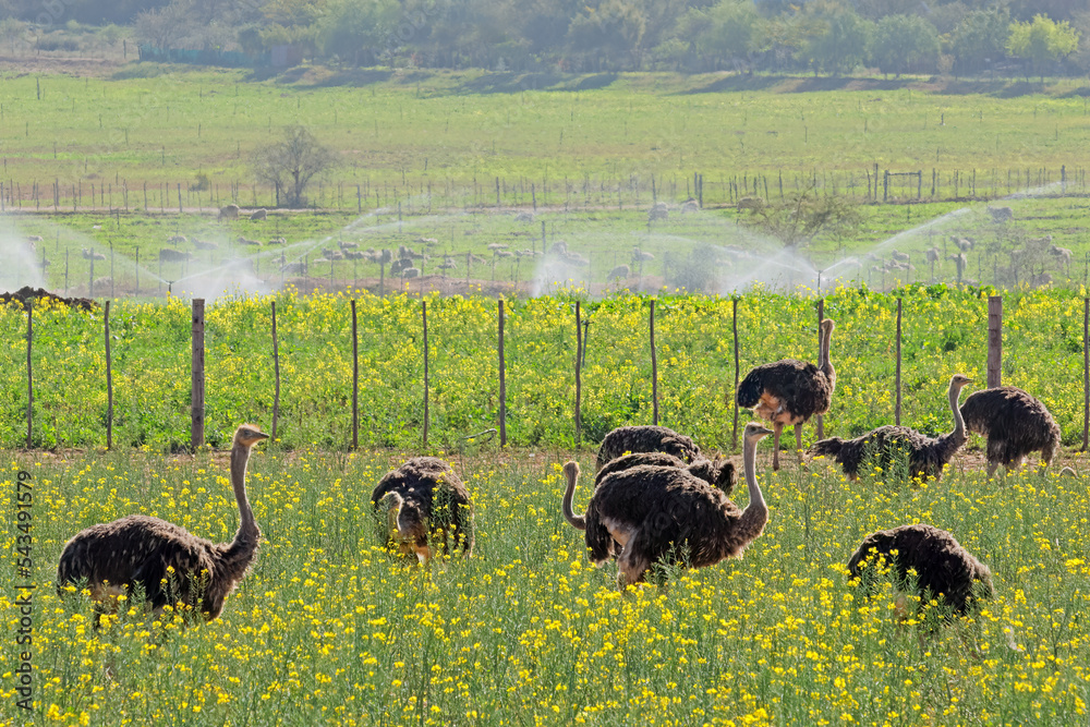 Poster Ostriches (Struthio camelus) on an ostrich farm, Karoo region, Western Cape, South Africa.