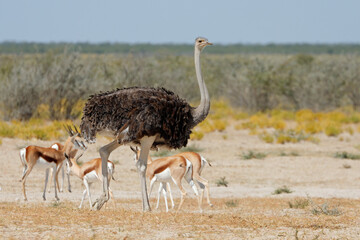 Naklejka premium Female ostrich (Struthio camelus) with springbok antelopes, Etosha National Park, Namibia.
