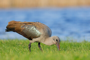 A hadeda ibis (Bostrychia hagedash) foraging in natural habitat, South Africa.