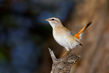 A Kalahari scrub robin (Cercotrichas paena) perched on a branch, South Africa. - obrazy, fototapety, plakaty