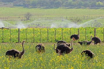 Fotobehang Ostriches (Struthio camelus) on an ostrich farm, Karoo region, Western Cape, South Africa. © EcoView