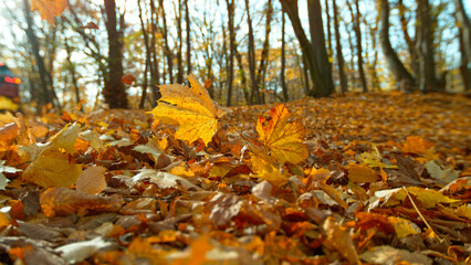 Falling colorful autumn leaves during sunny day