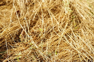 Golden grass on the ground, dry sunny hay