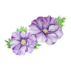 Watercolor hand drawn purple anemones with green leaves isolated on white background.