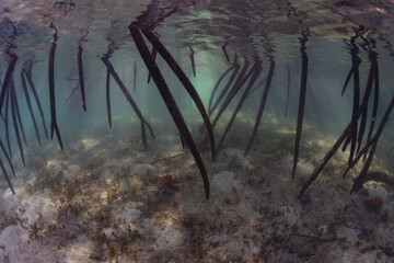 Red mangrove roots descend into the water in a healthy Indonesian mangrove forest. Mangroves provide important habitat for marine invertebrates, fish, birds, and fruit bats.