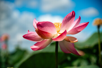 A pink lotus flower sways in the wind, Nelumbo nucifera. Against the background of their green...
