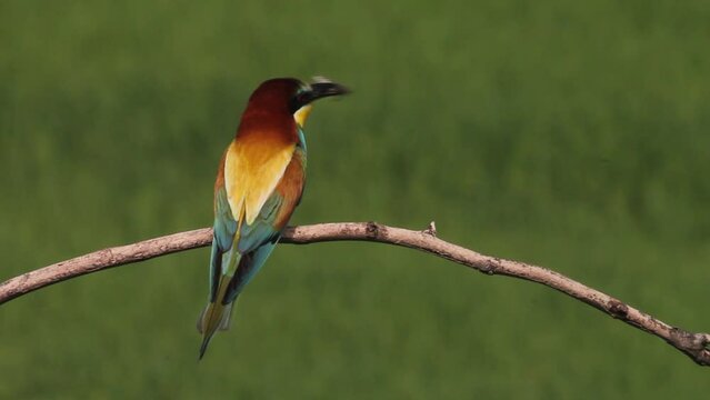 Bee-Eater Sits On A Branch And Holds A Insect In Its Beak Close-up Image