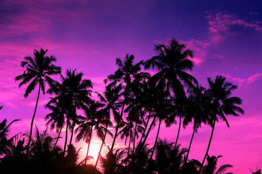 Vivid purple sunset on tropical beach with coconut palm trees silhouettes