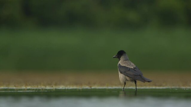 A hooded crow Corvus cornix walks on the shore of the fishpond watching and alerting