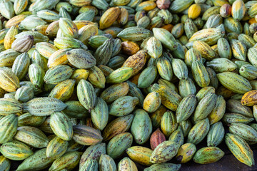 Fresh cocoa pod harvest in farm