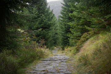 Stone path in the mountains. Krkonoše National Park mountain range in Czech Republic. Czech republic forest nature. Green spruce trees.