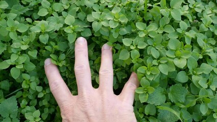 Hand of white caucasian man stroking the green grass of a lush lawn. Concept of contact with nature and the environment, freedom, life in the open air, planet Earth.