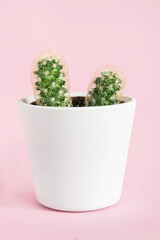 Cactus on pink background
