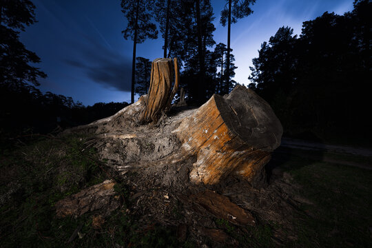 Tronco de &aacute;rbol cortado con aspecto siniestro 